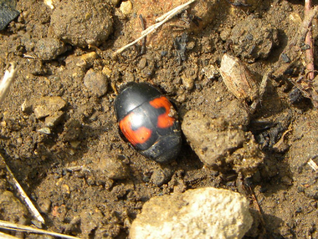 Histeridae: Hister cfr. quadrimaculatus